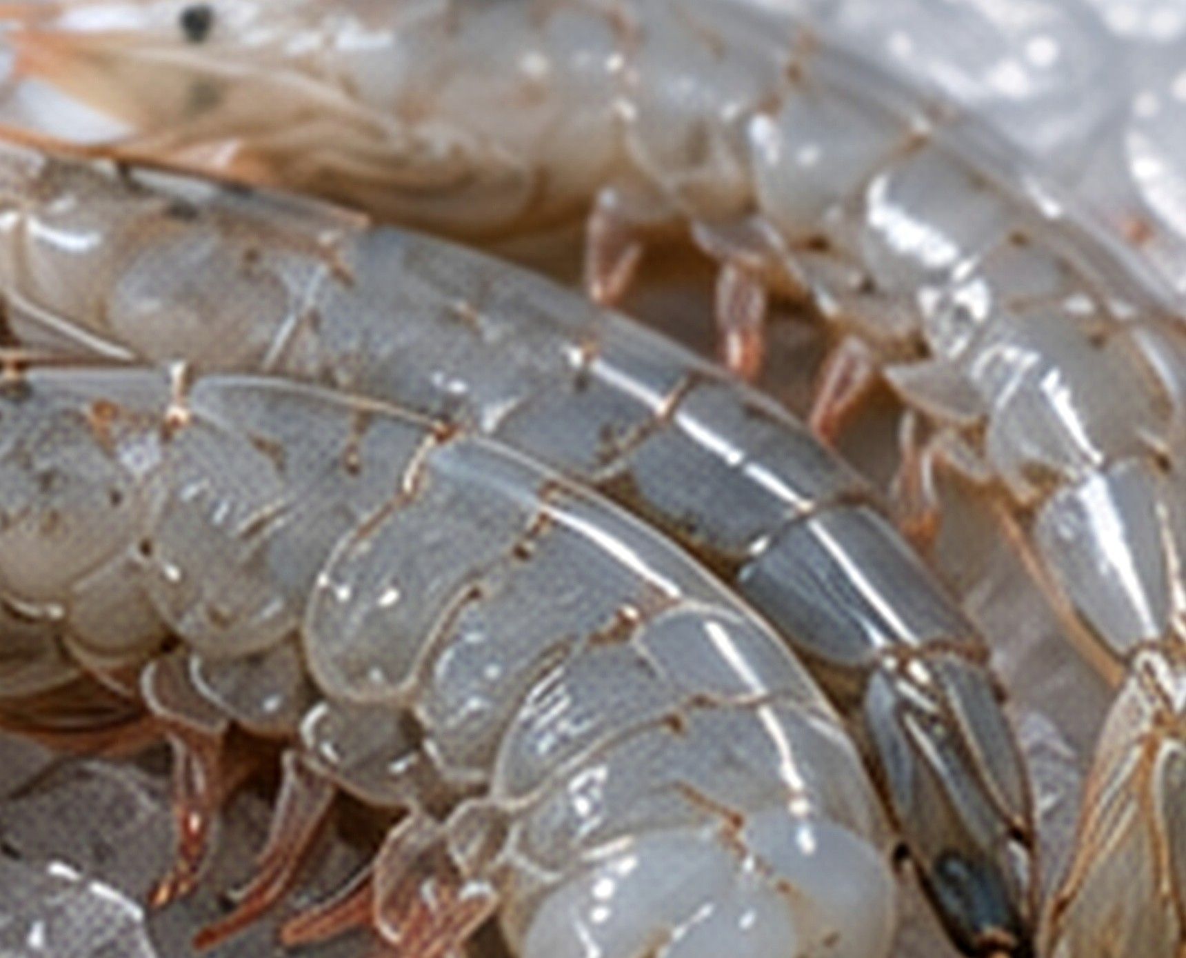 Shell-on EZ Peel Vannamei shrimp arranged over ice