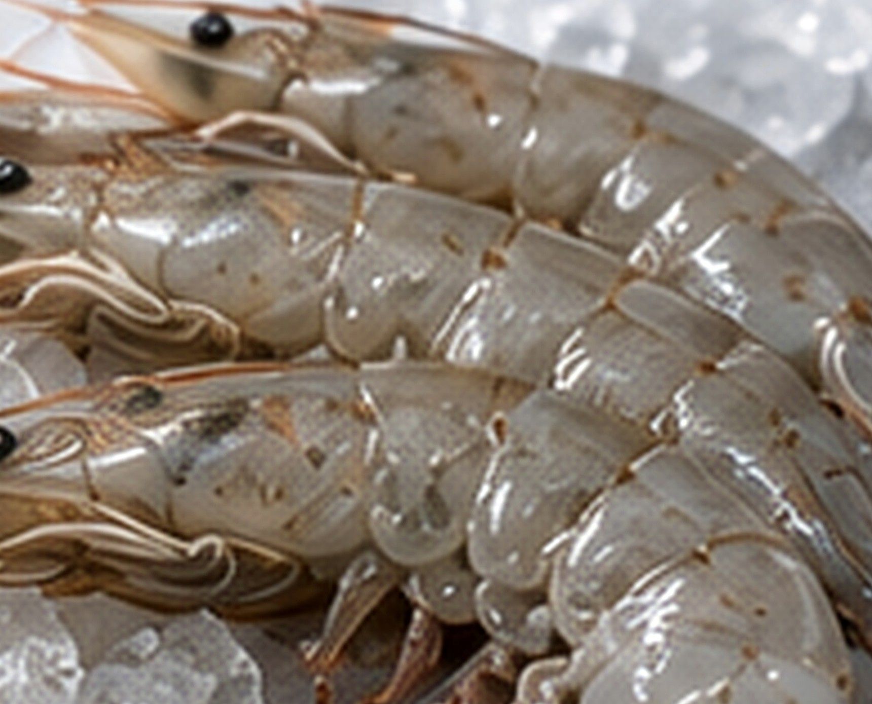 Whole HOSO Vannamei shrimp arranged over ice