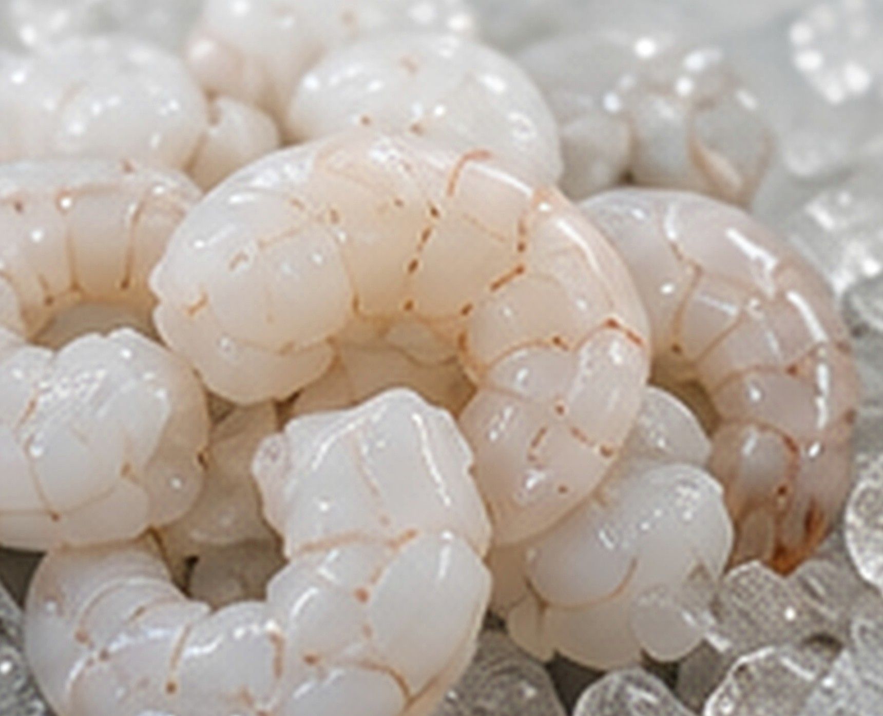 Fully peeled and deveined tail-off Vannamei shrimp over ice
